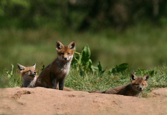 Fox <i>Vulpes vulpes</i>